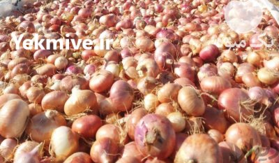 تصویر 2 از قیمت پیاز قرمز محلی + فروش عمده